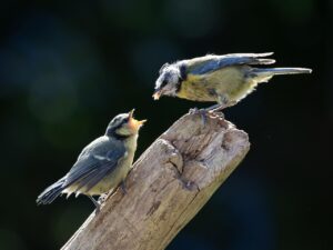 過払い金請求を自分でやるのと弁護士に依頼するのはどっちが得？